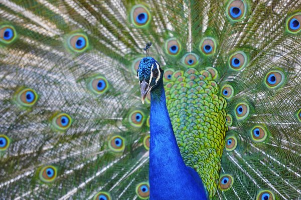 Georges rossi artiste peintre animalier naturaliste à découvrir